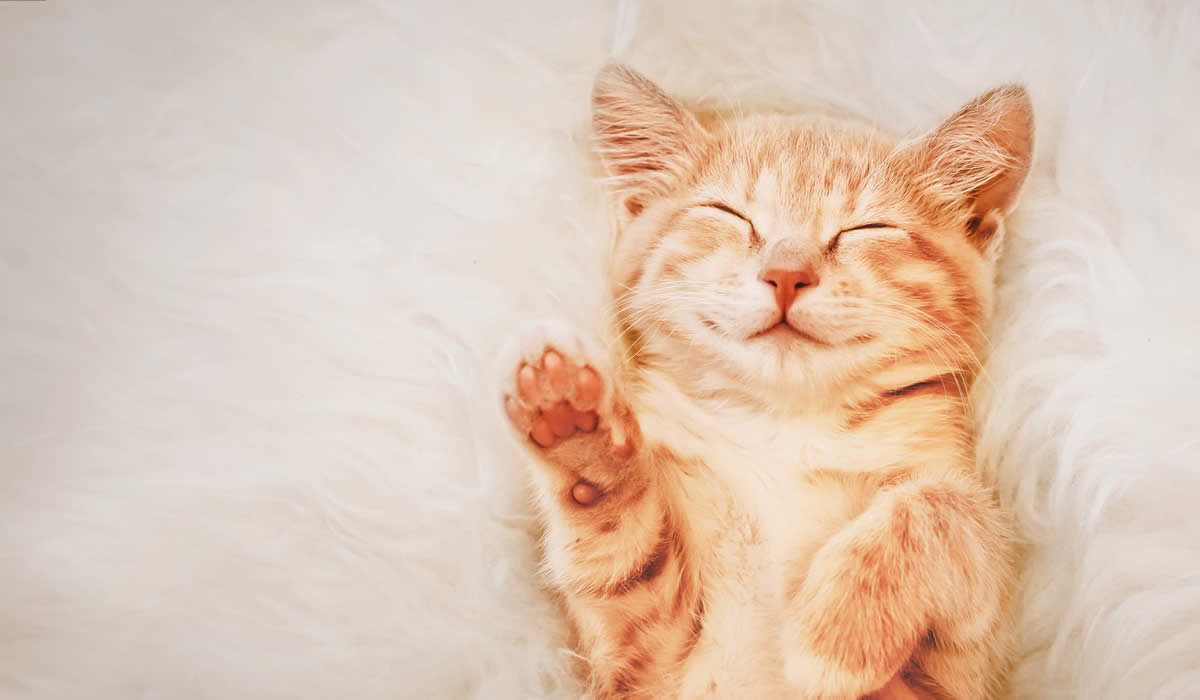 Come accogliere un gattino in casa 1 Ecco cosa fare quando adottiamo un gattino