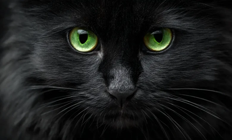 Nomi mitologici per gatti maschi e femmine 5 gattino nero misterioso