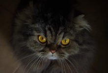 Come comportarsi quando il gatto è arrabbiato