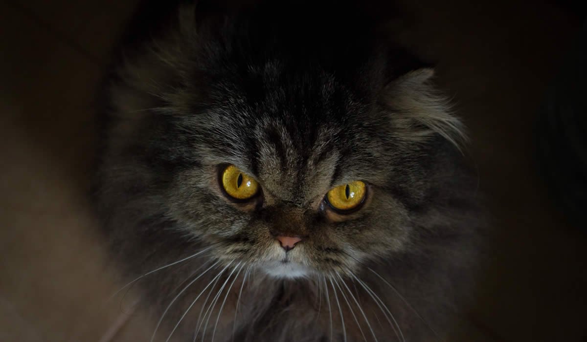 Come comportarsi quando il gatto è arrabbiato