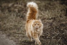 Come interpretare i movimenti della coda in un gatto