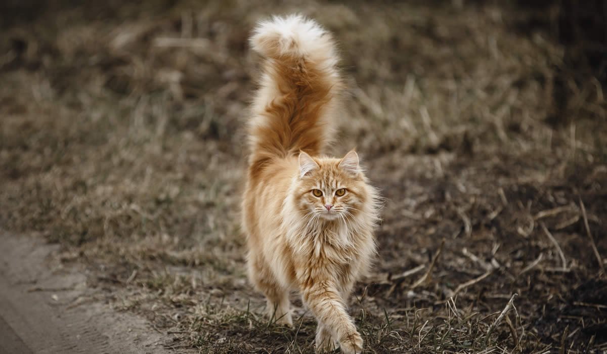 Come interpretare i movimenti della coda in un gatto