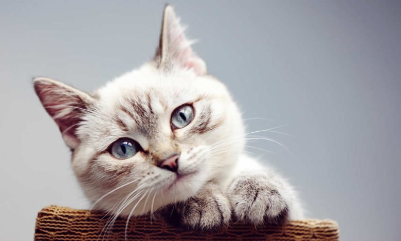 Nomi per gatti femmine 1 nomi gatti femmine