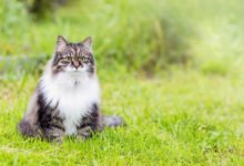 Lista di nomi elfici per i gatti ispirati a Tolkien