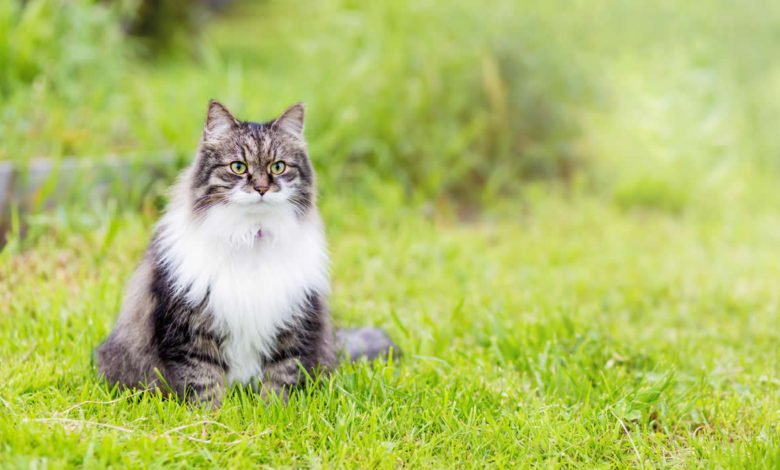 Nomi elfici per gatti 4 Lista di nomi elfici per i gatti ispirati a Tolkien