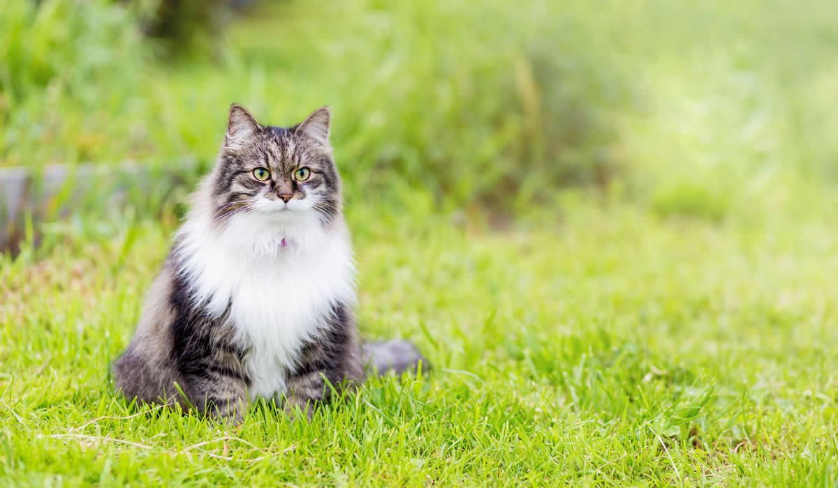 Lista di nomi elfici per i gatti ispirati a Tolkien