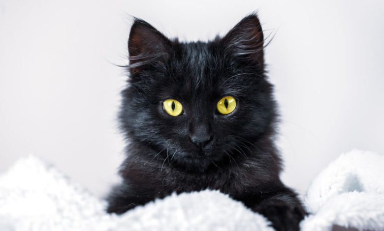 Nomi per gatti neri 6 Suggerimenti curiosi e originali per nomi di gatti neri