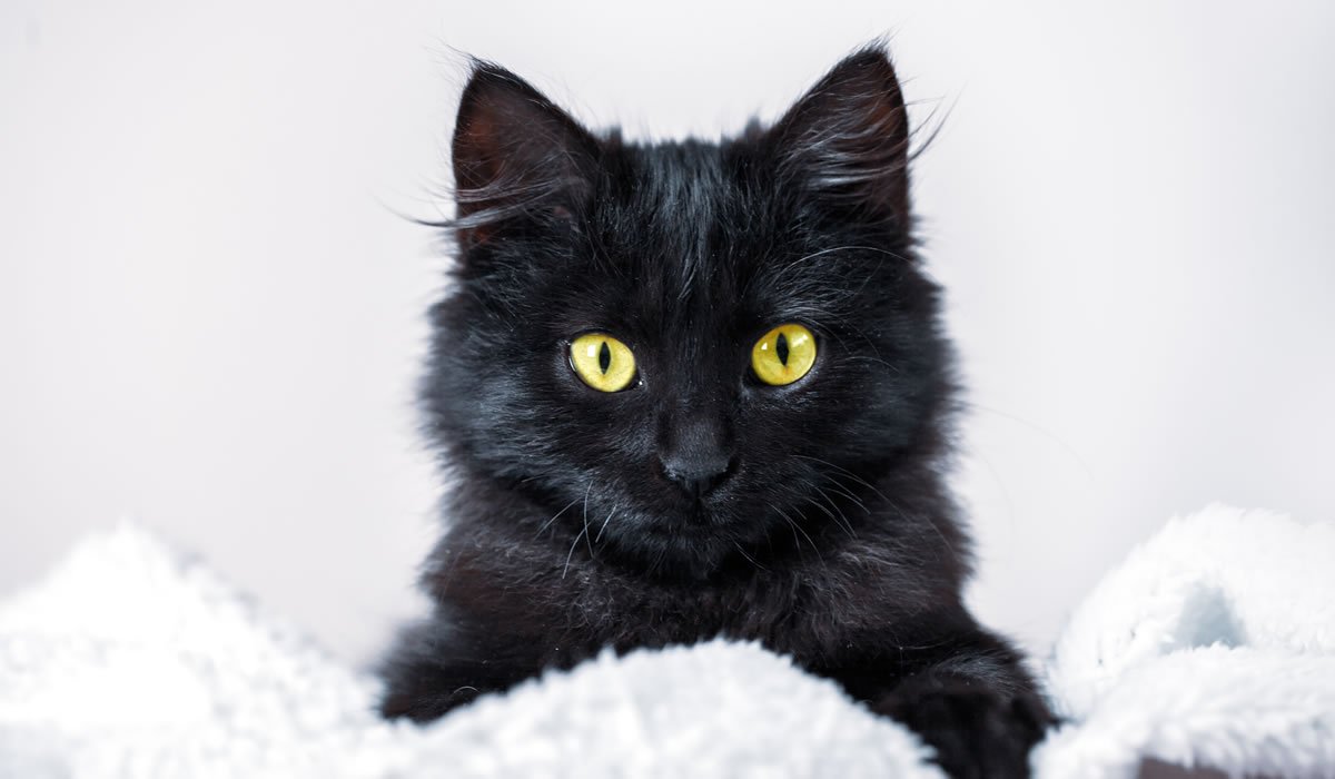 Suggerimenti curiosi e originali per nomi di gatti neri