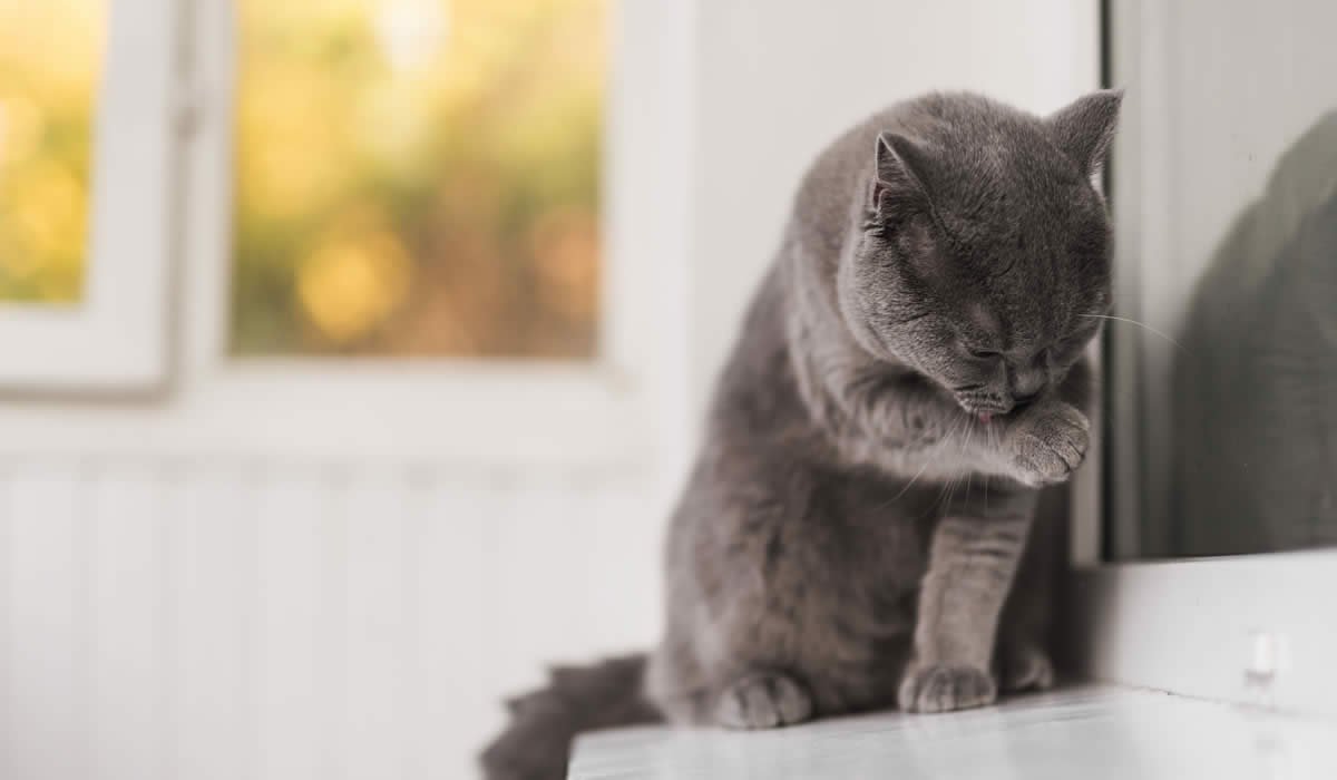 Consigli su come pulire le orecchie al gatto