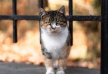 Informazioni e consigli per curare la micosi nei gatti