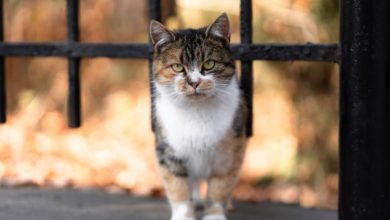 Informazioni e consigli per curare la micosi nei gatti