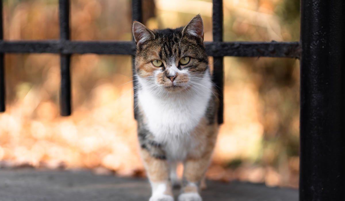 Micosi del gatto, ecco cos'è la tigna 1 Informazioni e consigli per curare la micosi nei gatti