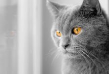 Le vibrisse sono i baffi dei gatti