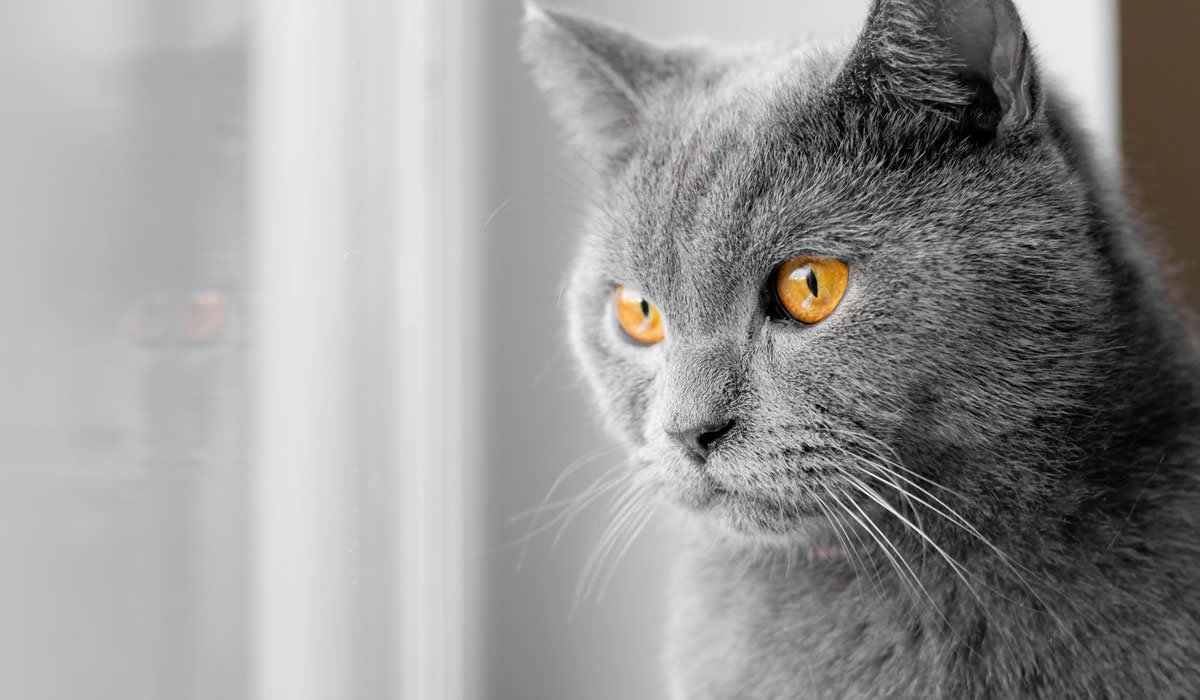 Le vibrisse sono i baffi dei gatti