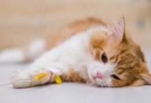 Come curare l'ascesso nel gatto