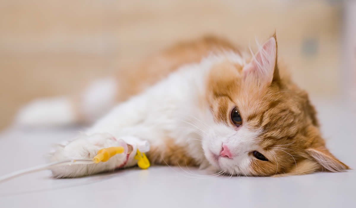 Come curare l'ascesso nel gatto