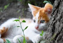 Capire i gatti dal linguaggio del corpo