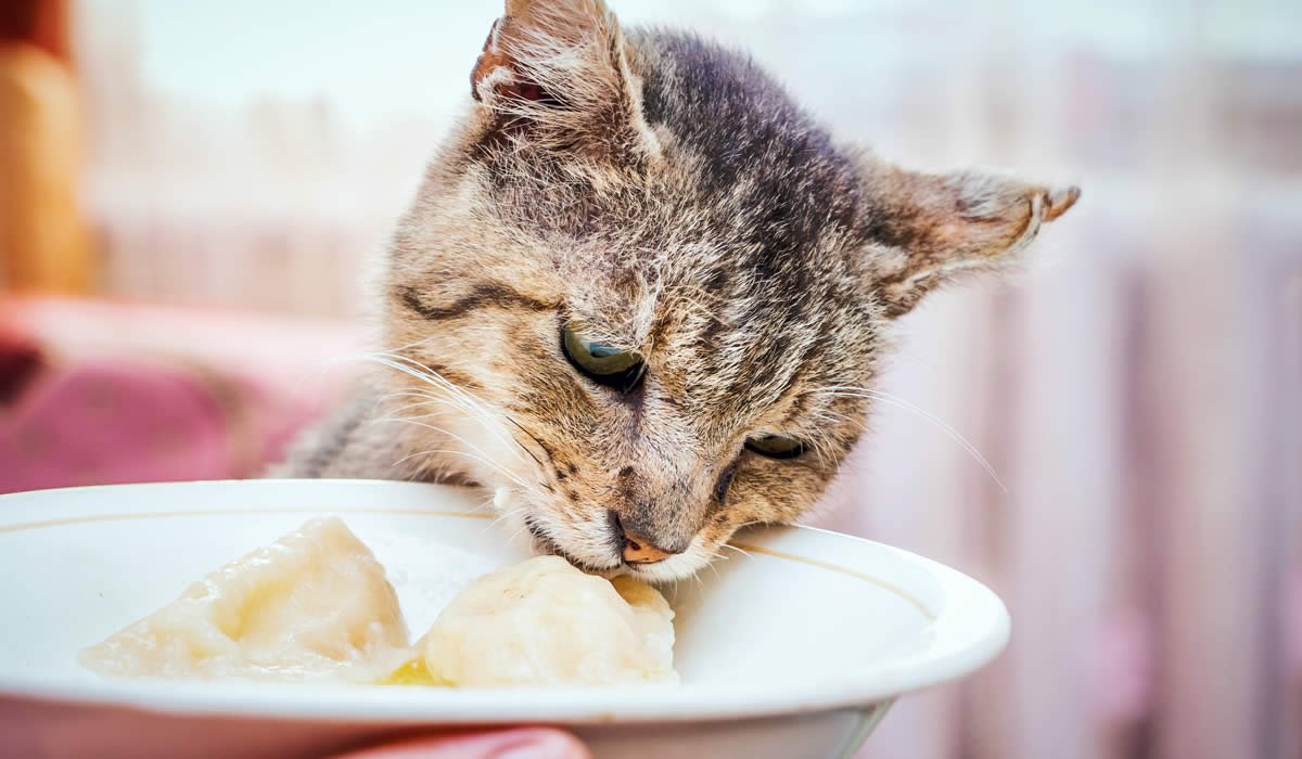 Consigli utili per chi vuole far seguire al gatto la dieta BARF
