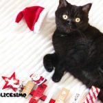 immagini natalizie con gatti