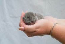 guida su come prendersi cura dei gattini appena nati