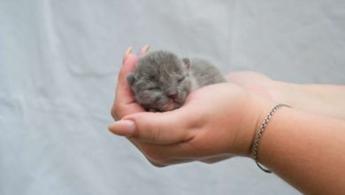 guida su come prendersi cura dei gattini appena nati