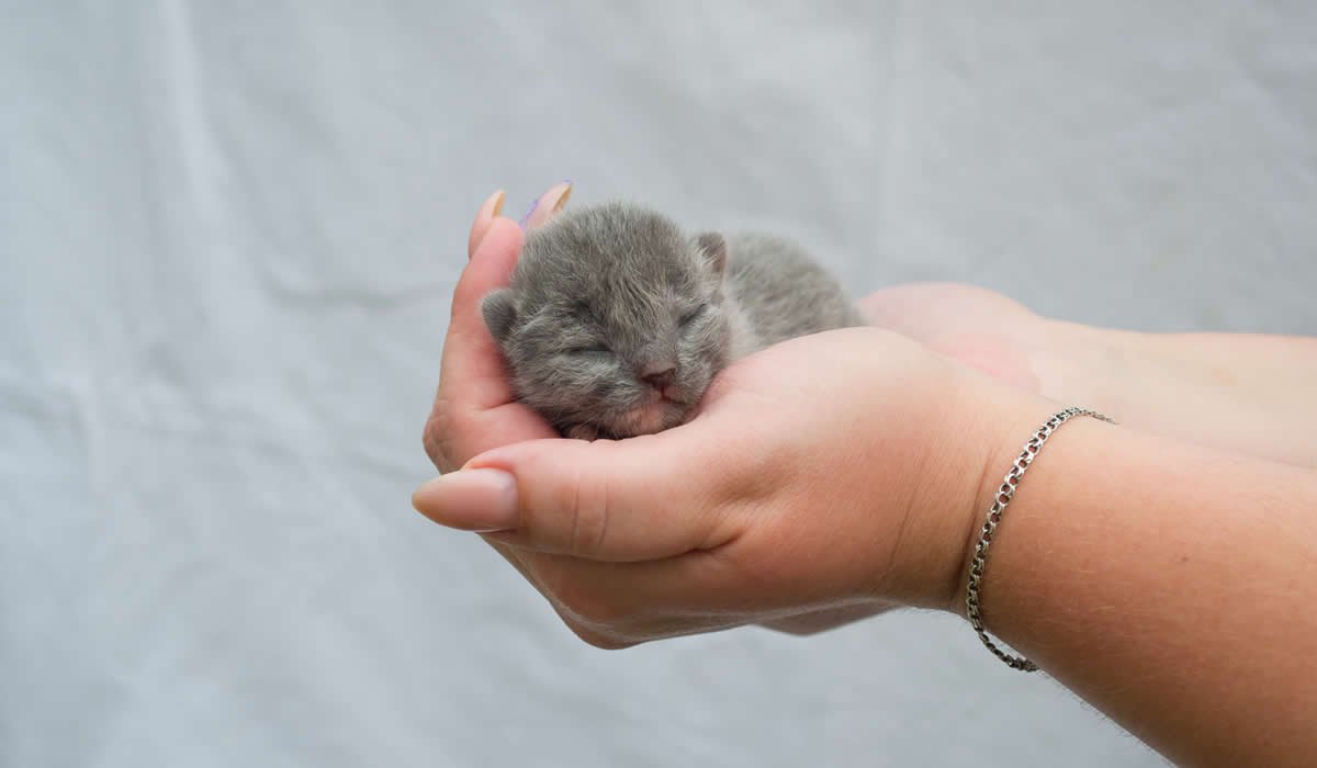 Prendersi cura dei gattini appena nati 1 guida su come prendersi cura dei gattini appena nati