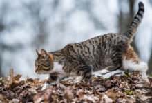 Consigli per addomesticare un gattino selvatico