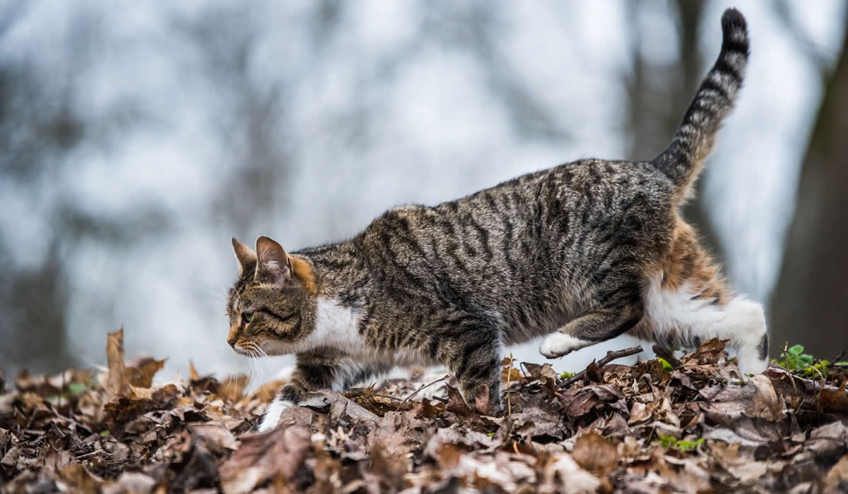 Consigli per addomesticare un gattino selvatico