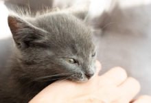 Cosa fare di fronte a un gatto aggressivo o nervoso