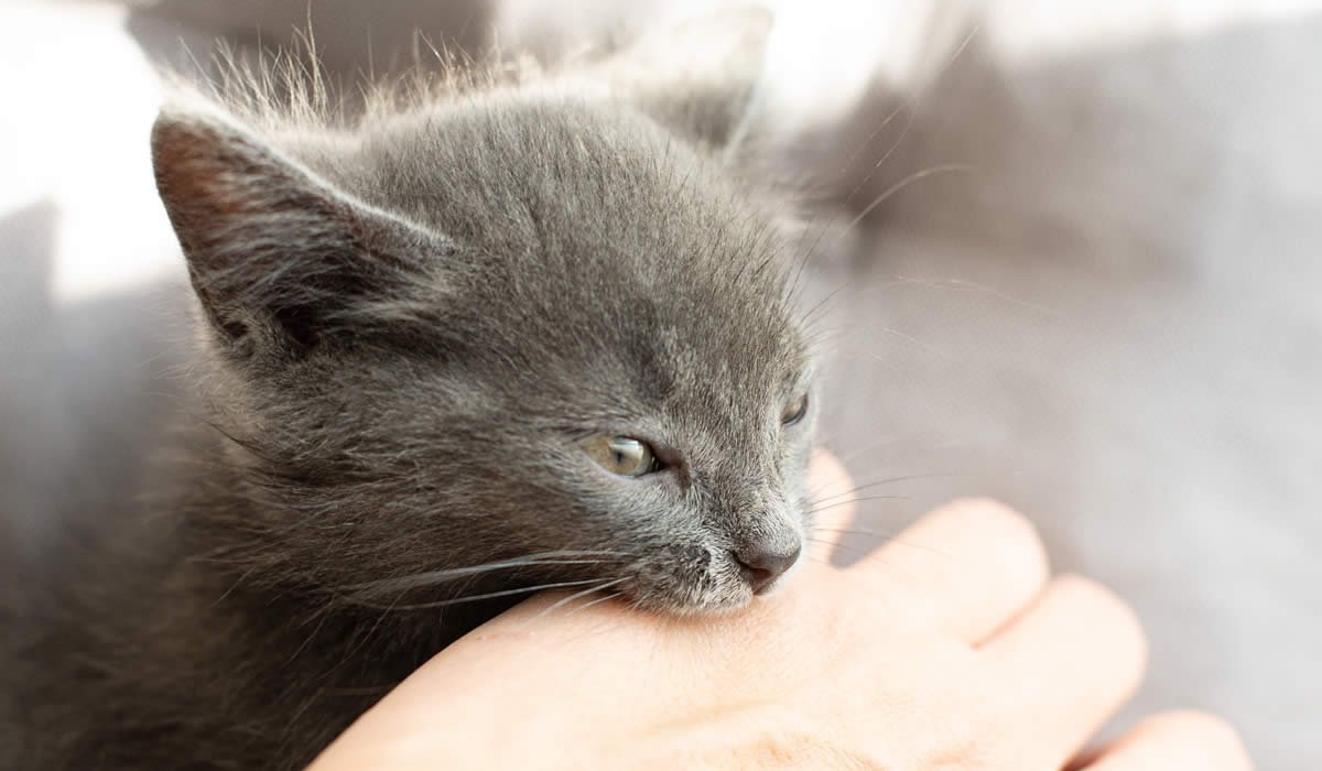 Capire e gestire l'aggressività del gatto 1 Cosa fare di fronte a un gatto aggressivo o nervoso