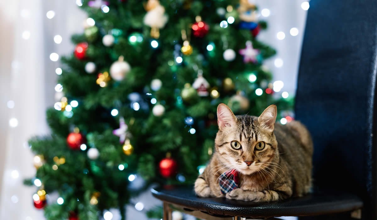 Come fare l'albero di Natale in una casa dove vive un gatto