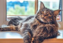 Il Maine Coon esempio perfetto di gatto gigante