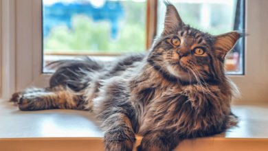 Il Maine Coon esempio perfetto di gatto gigante