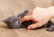 come capire se un gatto è maschio o femmina