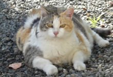 Il gatto è sovrappeso e deve fare la dieta