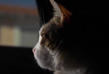 Qualche consiglio utile per affrontare la perdita del gatto