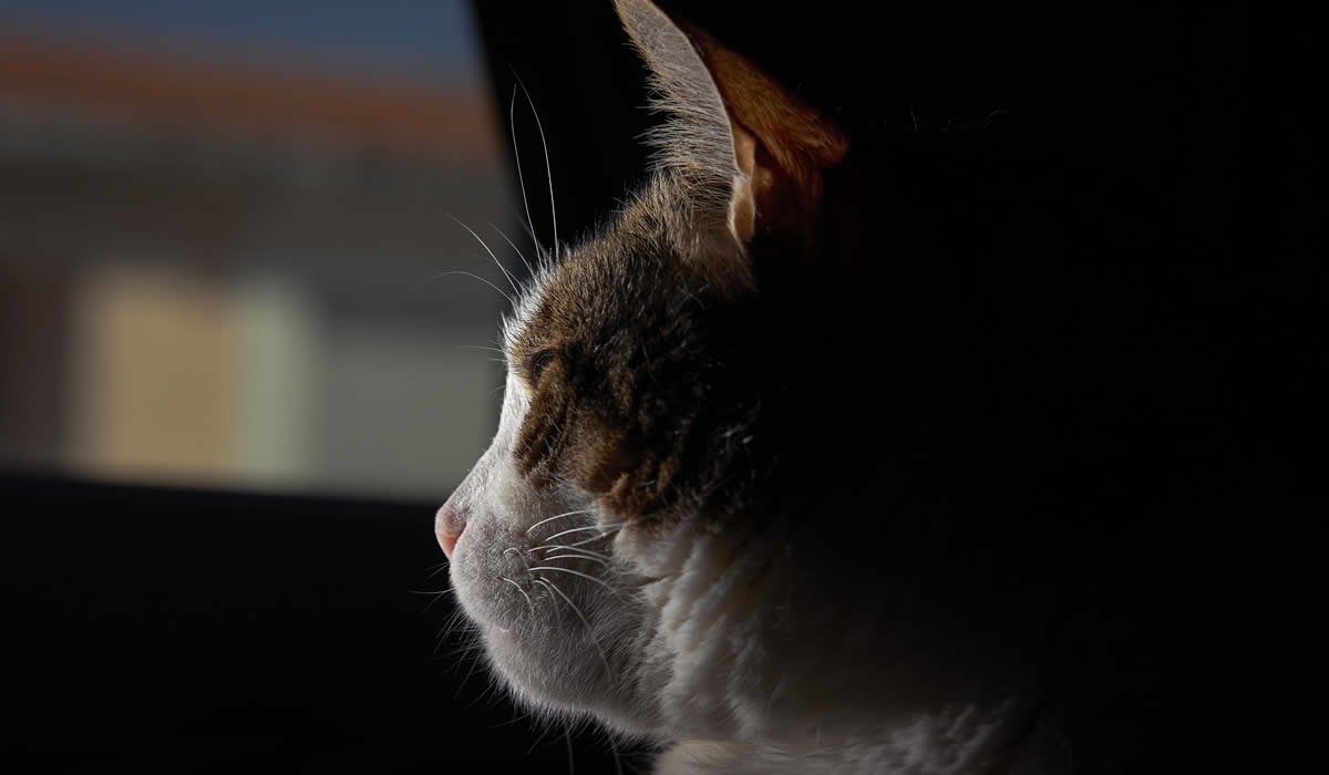 Qualche consiglio utile per affrontare la perdita del gatto