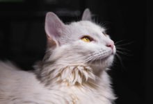 Cause e rimedi alla congiuntivite del gatto