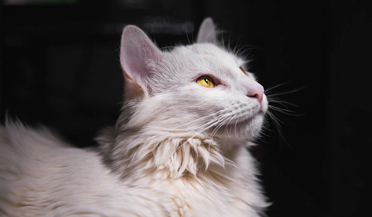 Cause e rimedi alla congiuntivite del gatto