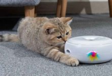 Un divertente gioco per gattini da appartamento