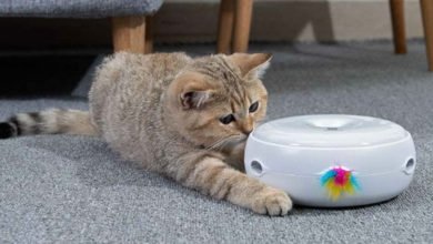 Un divertente gioco per gattini da appartamento