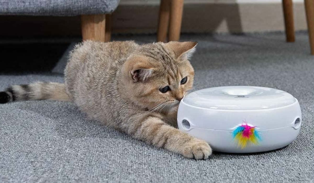 HomeRunPet, gioco interattivo per gattini 1 Un divertente gioco per gattini da appartamento