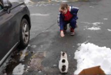 Il trailer di SOS Gatto