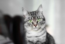 Come e quando fare il vaccino al gatto