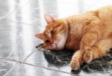 come aiutare i gattini in calore