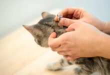 antiparassitari gatti