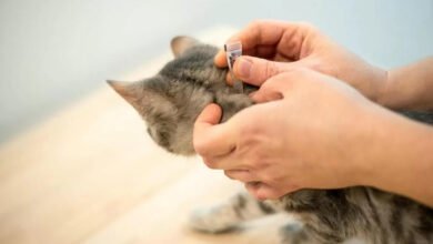 antiparassitari gatti