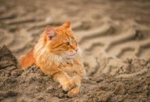 gatti soffrono caldo