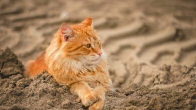 gatti soffrono caldo