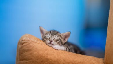 gatto feci molli cosa fare